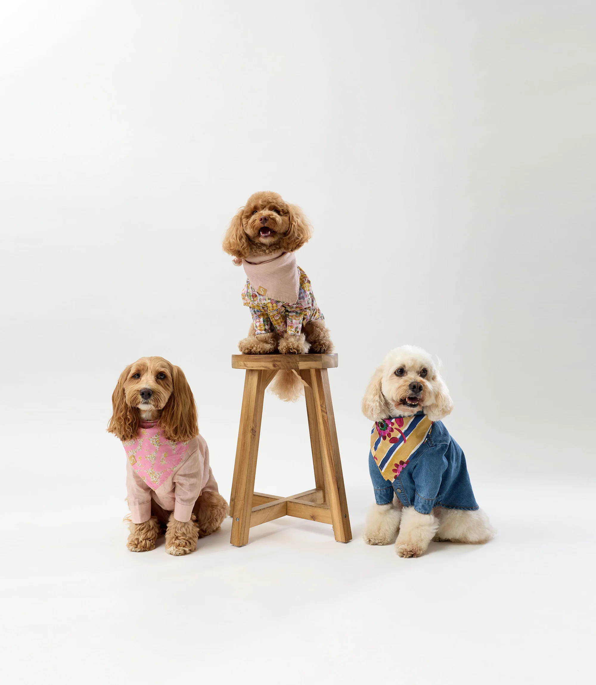 Timeless Style for Modern Pooches
